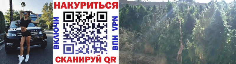 KRAKEN вход  Заволжье  Конопля сатива 